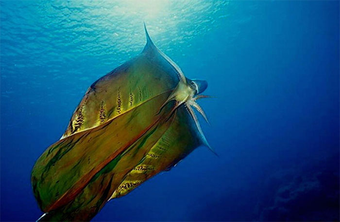 Picture 2 of What is the 'alien creature' that appeared on Phu Quy island?