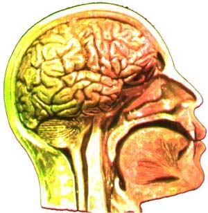 Picture 2 of What is the biological basis of consciousness?
