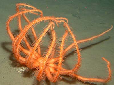 Picture 6 of What is the bottom of the Antarctic sea?