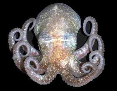Picture 7 of What is the bottom of the Antarctic sea?