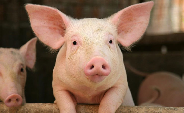 Picture 2 of What is the deep reason that animals are chosen to domesticate?