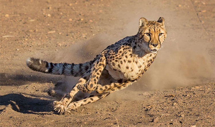 Picture 3 of What is the deep reason that animals are chosen to domesticate?