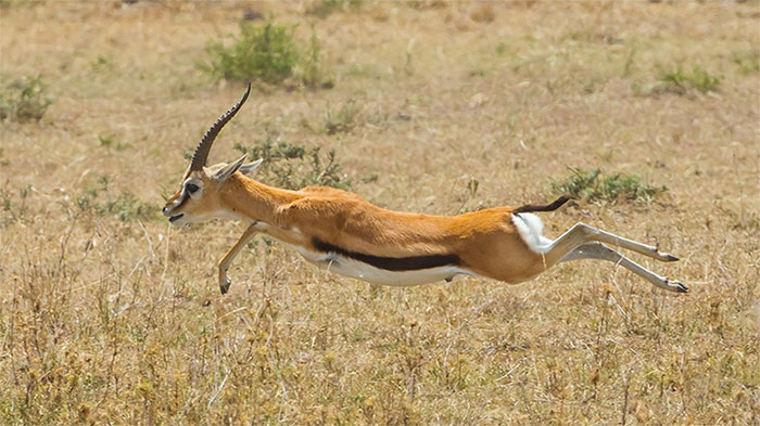 Picture 5 of What is the deep reason that animals are chosen to domesticate?