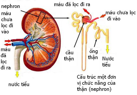 Picture 2 of What is the function of the kidneys?  Characteristics and structure of kidneys