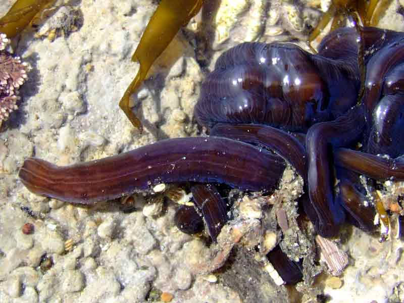 Picture 7 of What is the most 'long' animal on the planet?