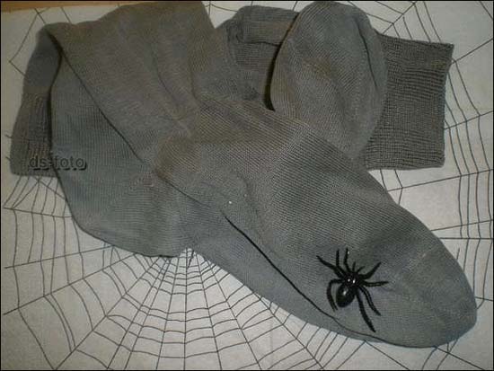 Picture 1 of What is the spicy spider?