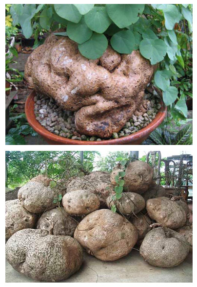 Picture 1 of What is the use of lime pots for?  Usage to not be poisoned
