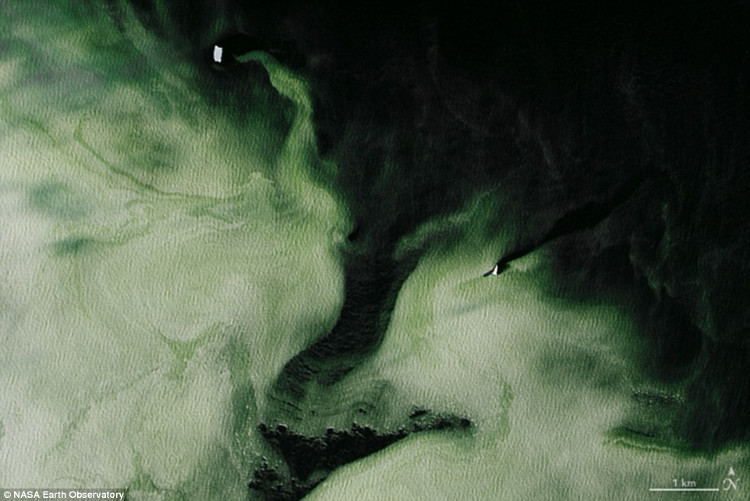 Picture 2 of What mystery makes the Antarctic ice sheet green?
