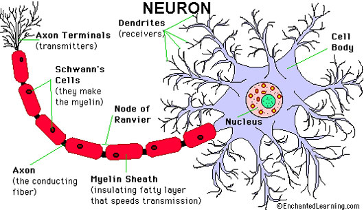 Picture 2 of What produces thought?