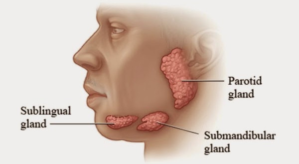 Picture 2 of What secrets does saliva reveal in your body?