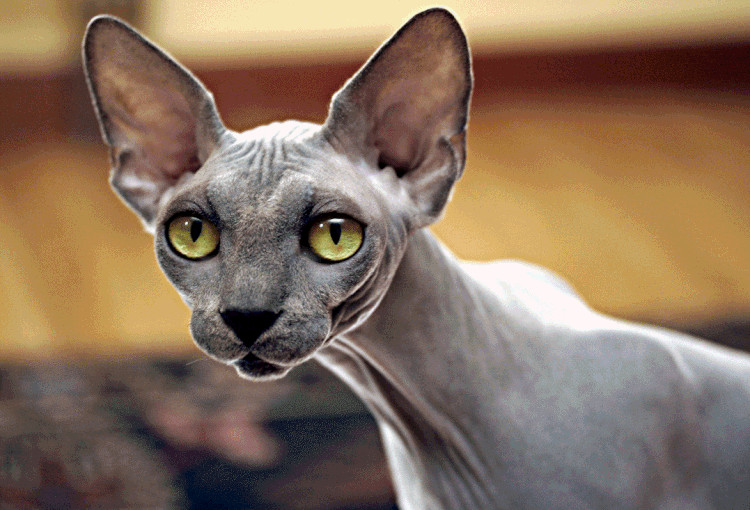 Picture 1 of What special type of hairless cat owns the highest price in the world?