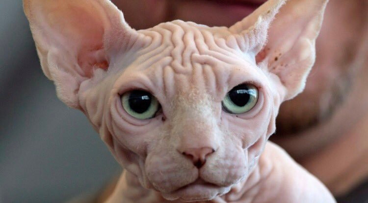 Picture 2 of What special type of hairless cat owns the highest price in the world?