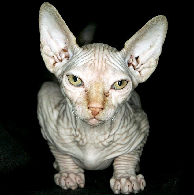 Picture 3 of What special type of hairless cat owns the highest price in the world?