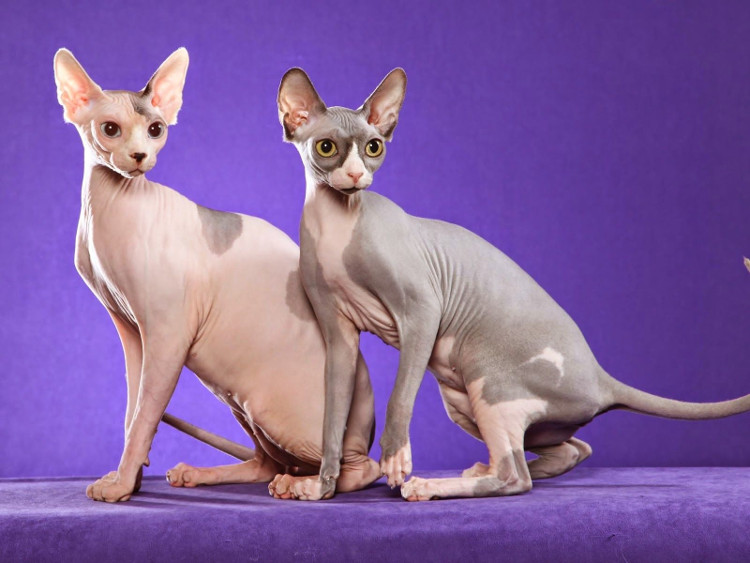 Picture 4 of What special type of hairless cat owns the highest price in the world?