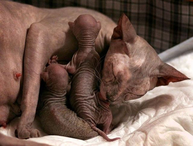 Picture 5 of What special type of hairless cat owns the highest price in the world?