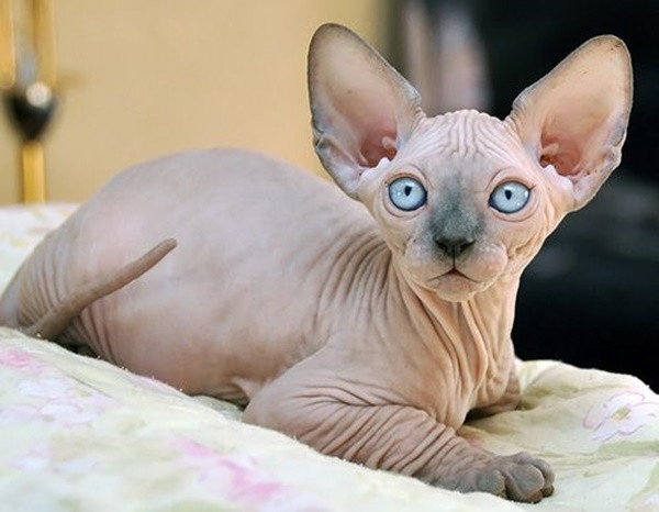 Picture 6 of What special type of hairless cat owns the highest price in the world?