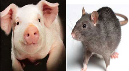 Picture 2 of What species is dominating the Earth?
