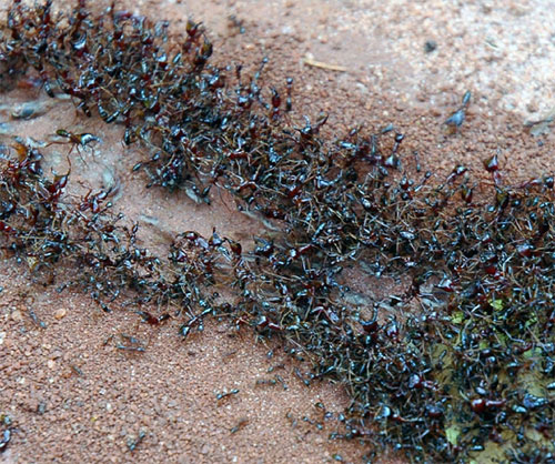 Picture 3 of What species is dominating the Earth?