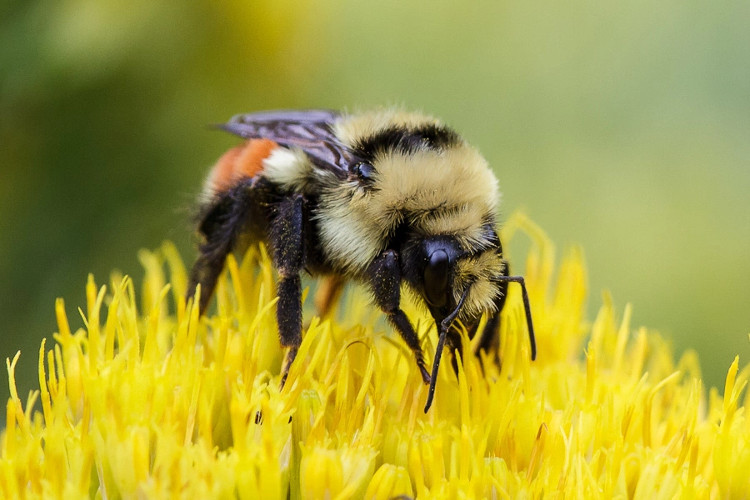 Picture 2 of What will happen if insects disappear from Earth?