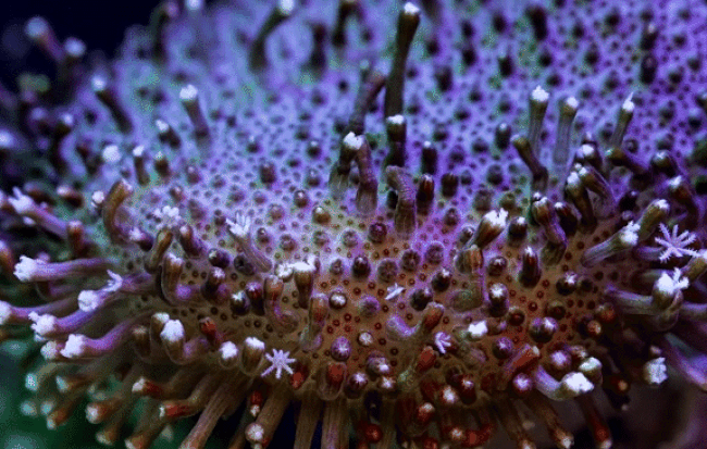 Picture 3 of What will happen if the entire coral reef on this Earth disappears?