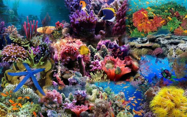 Picture 4 of What will happen if the entire coral reef on this Earth disappears?