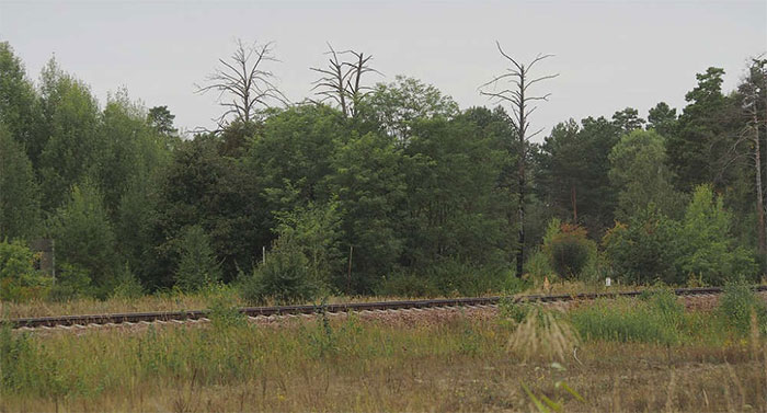 Picture 3 of What will happen if you come to live at Chernobyl 'Dead Land' now?