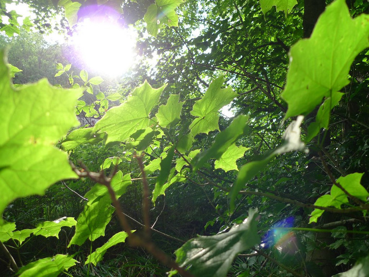 Picture 2 of What will happen if you no longer see sunlight?