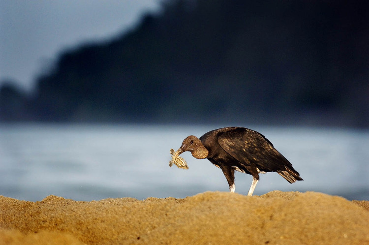 Picture 2 of What will the environment be like if all vultures are extinct