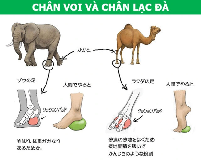 Picture 6 of What would happen if the human body has a structure similar to animals?