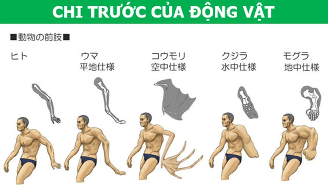 Picture 7 of What would happen if the human body has a structure similar to animals?