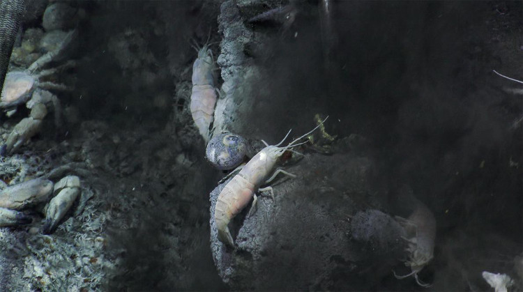 Picture 7 of What's in the deepest place on Earth?