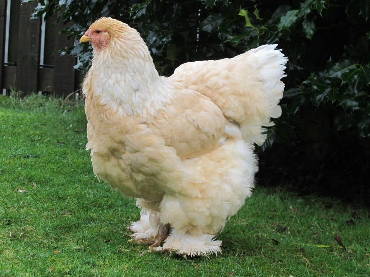 Picture 1 of What's so special about a giant chicken weighing 20kg?