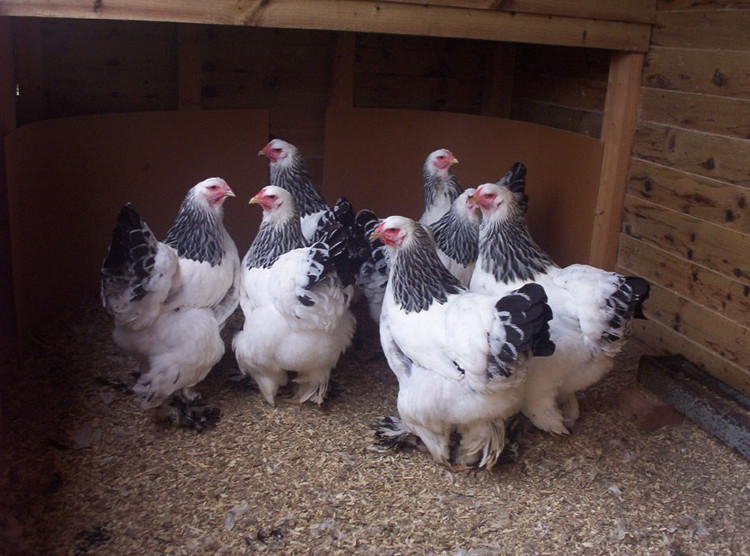 Picture 2 of What's so special about a giant chicken weighing 20kg?