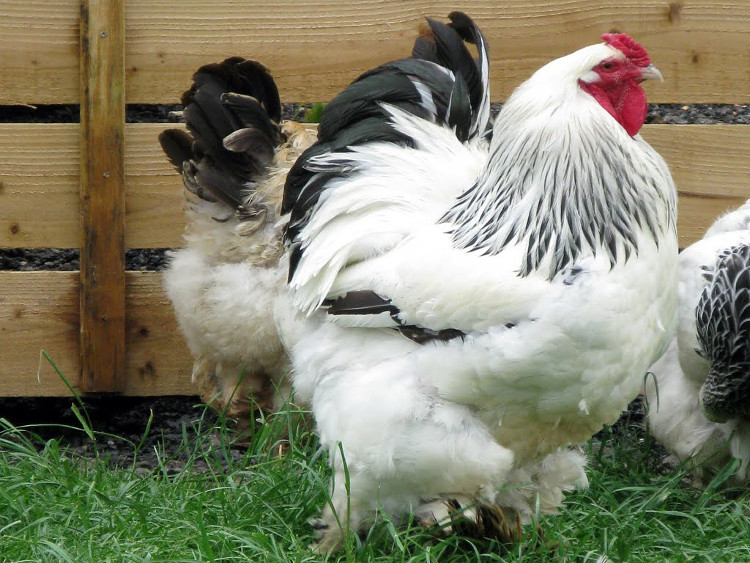 Picture 3 of What's so special about a giant chicken weighing 20kg?