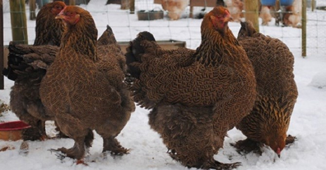 Picture 4 of What's so special about a giant chicken weighing 20kg?