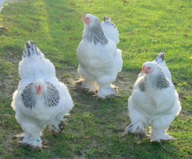 Picture 5 of What's so special about a giant chicken weighing 20kg?