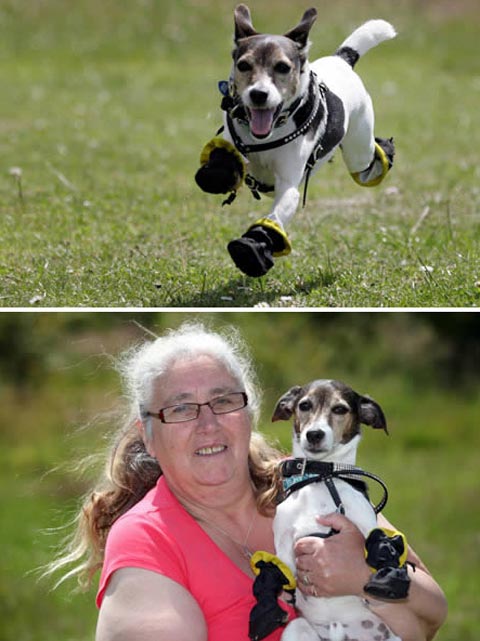 Picture 1 of When animals are also allergic