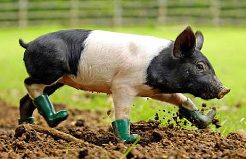 Picture 2 of When animals are also allergic