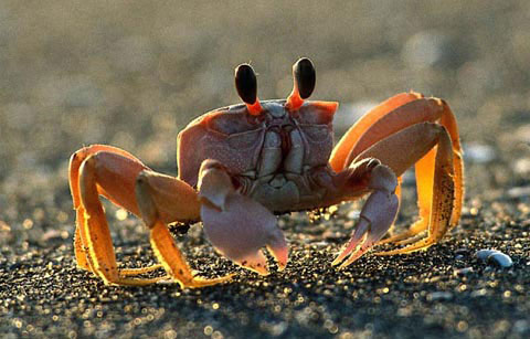 Picture 3 of When animals become 'fashion disasters'