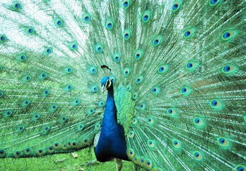 Picture 4 of When animals become 'fashion disasters'