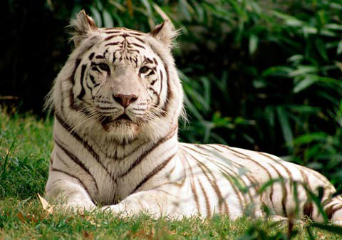 Picture 5 of When animals become 'fashion disasters'