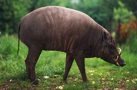 Picture 8 of When animals become 'fashion disasters'