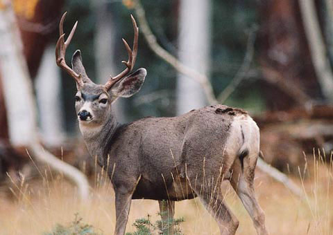Picture 9 of When animals become 'fashion disasters'