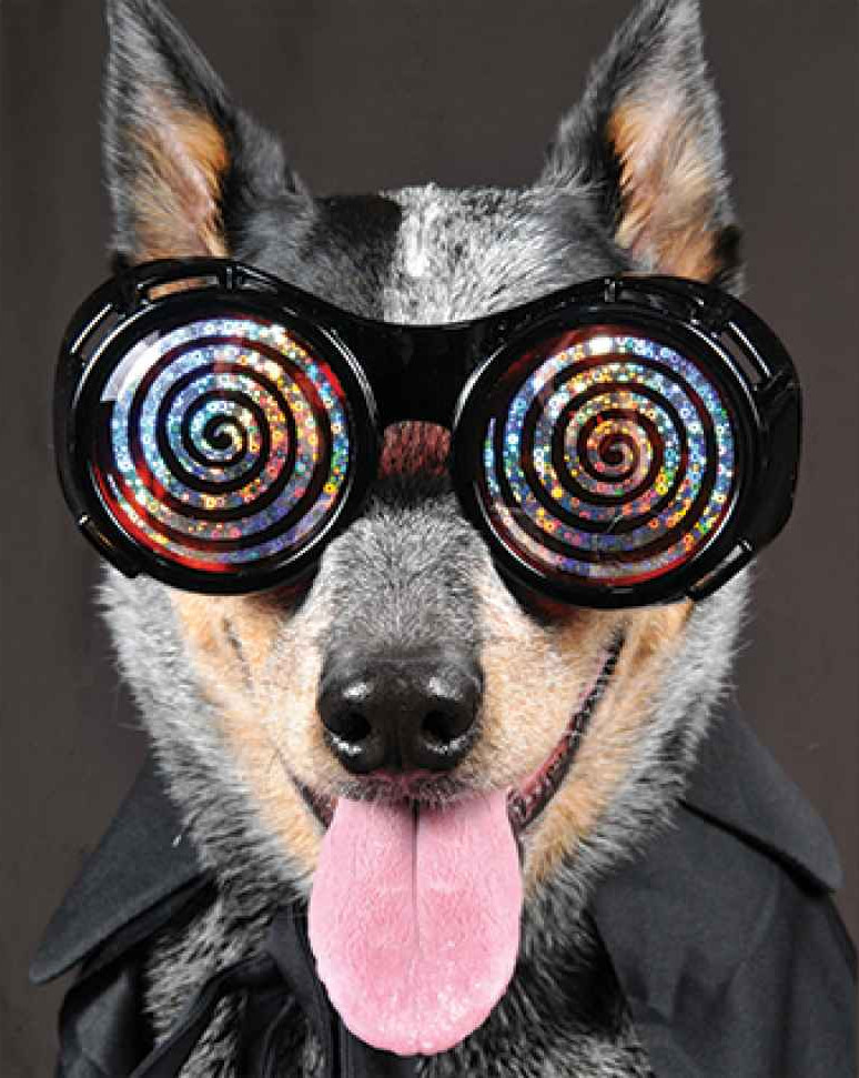 Picture 2 of When hypnotized, what happens to your brain?