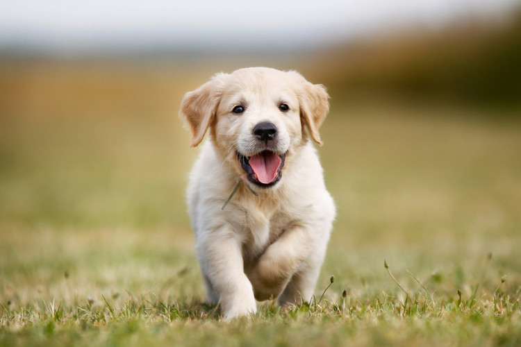 Picture 1 of When is the most cute puppy?