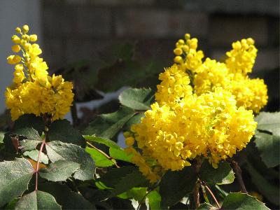 Picture 2 of When lilac flowers bloom
