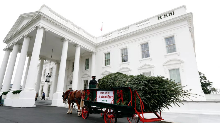 Picture 2 of When should lighting Christmas trees?