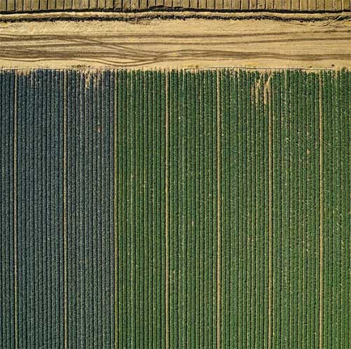 Picture 10 of When the farm turns into a mesmerizing art picture from an airplane perspective
