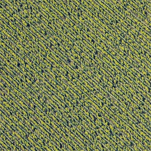 Picture 12 of When the farm turns into a mesmerizing art picture from an airplane perspective
