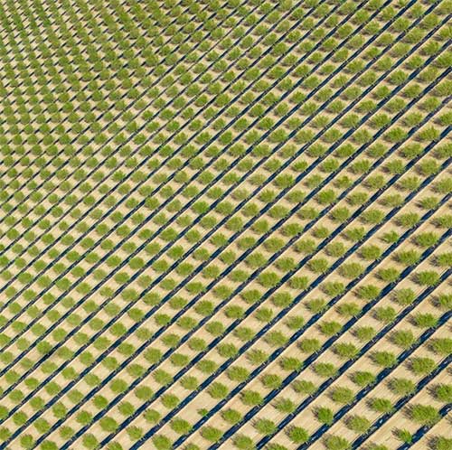 Picture 8 of When the farm turns into a mesmerizing art picture from an airplane perspective